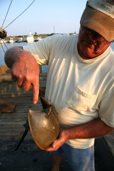 Swingers in chincoteague virginia