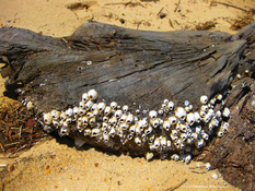 Barnacles
