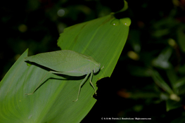 Green on Green