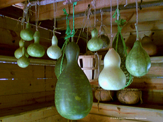 Hanging Gourds