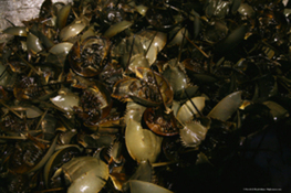 Horseshoe Crabs