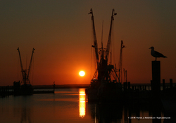 Marina Sunset